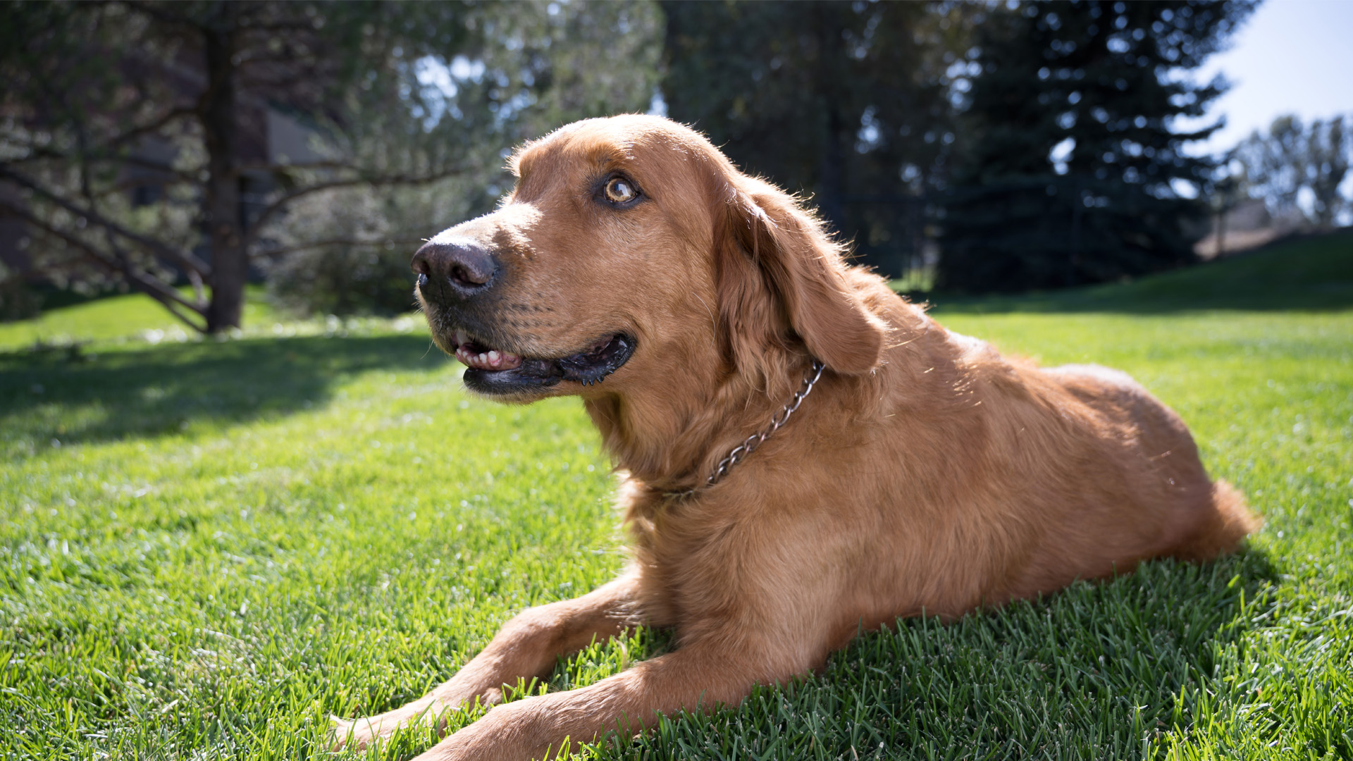 Lymphoma In Dogs Flint Animal Cancer Center
