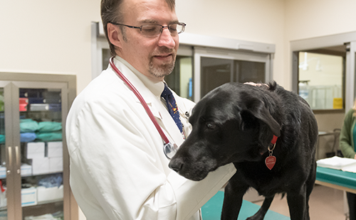 Veterinarian and black lab