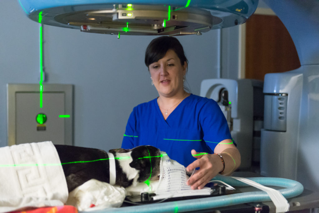 Radiation Therapy at the Flint Animal Cancer Center