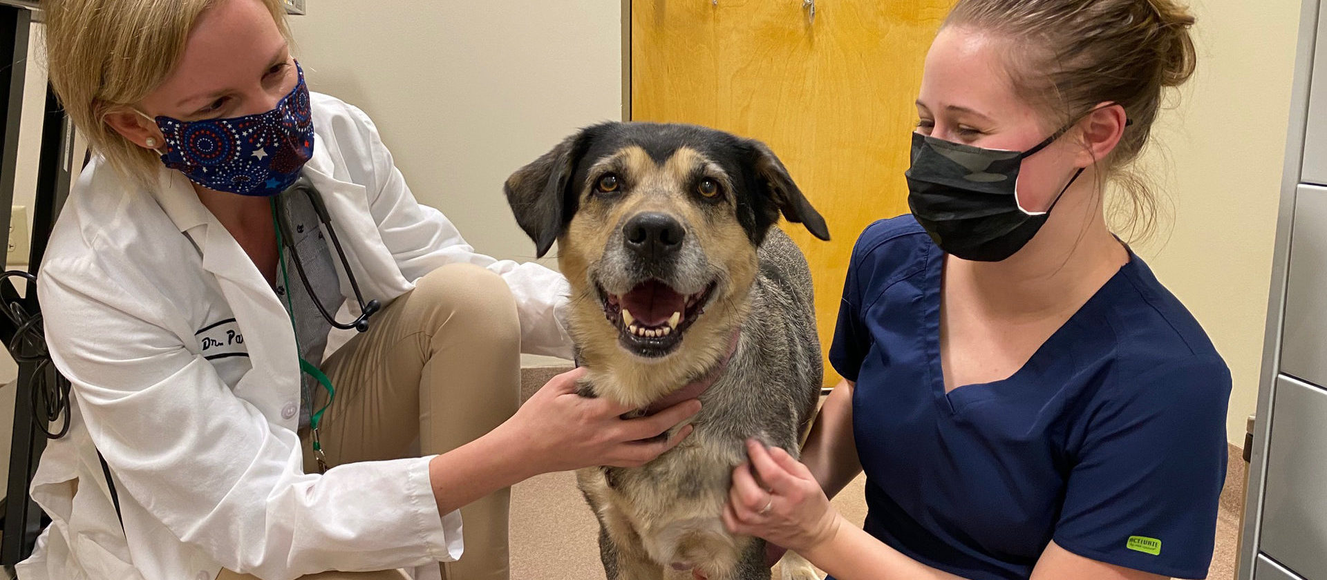 Flint Animal Cancer Center Focuses on Opportunities Flint Animal