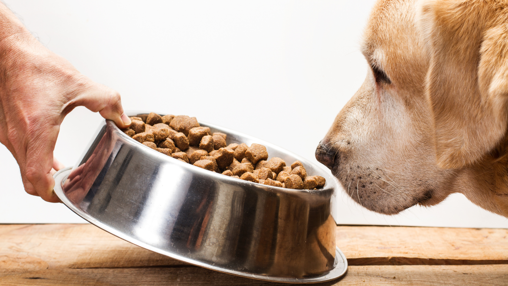 Dietary considerations for pets with cancer - Flint Animal Cancer Center