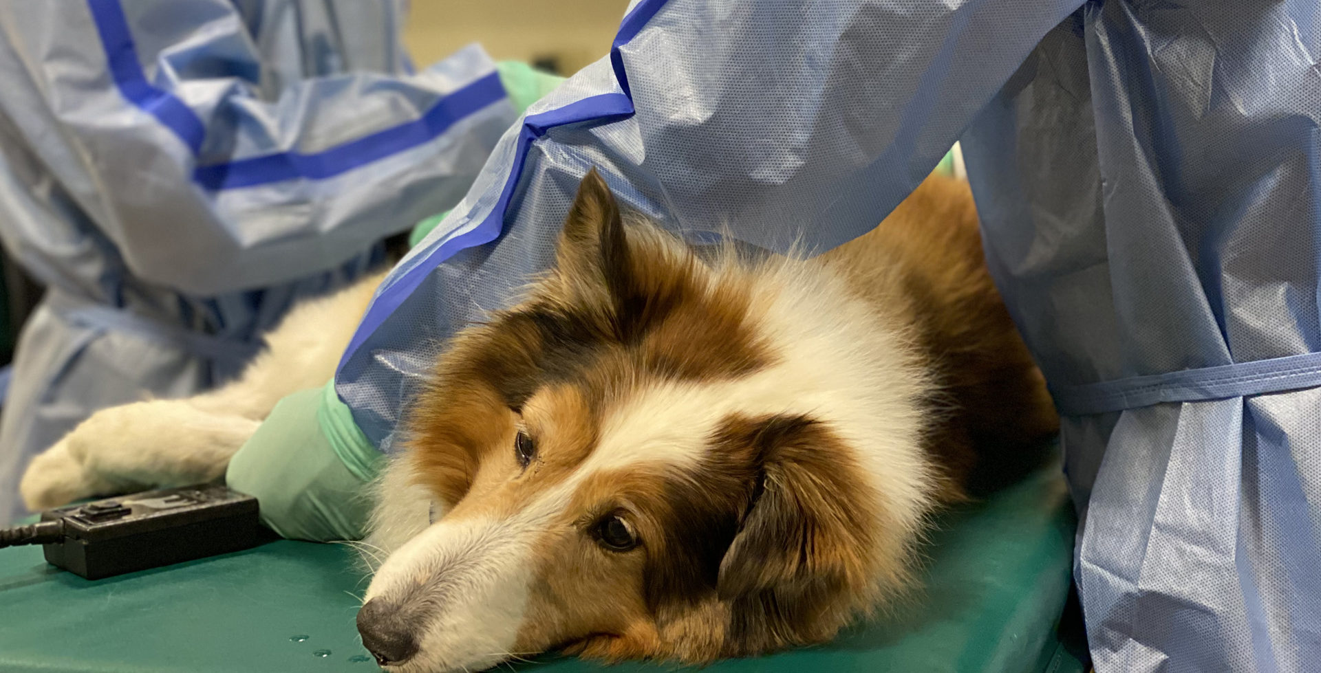 Pet Cancer Treatment Options Flint Animal Cancer Center