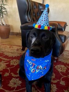 Black Labrador retriever wearing birthday hat