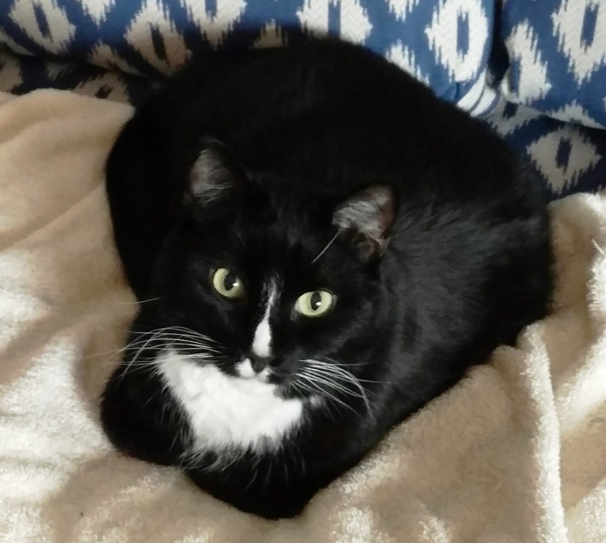 Dimitri – The Cat that Has Changed the Face of Cancer Research – Flint ...