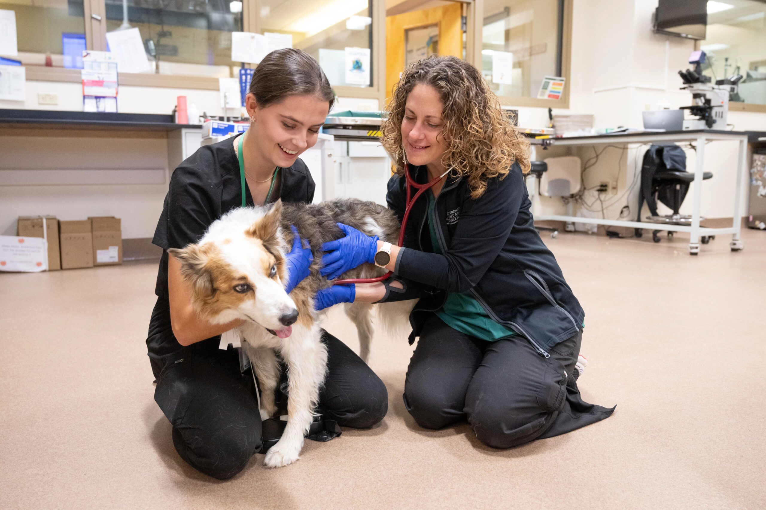 Combination Therapy with Gilvetmab and Toceranib in Dogs with Mast Cell