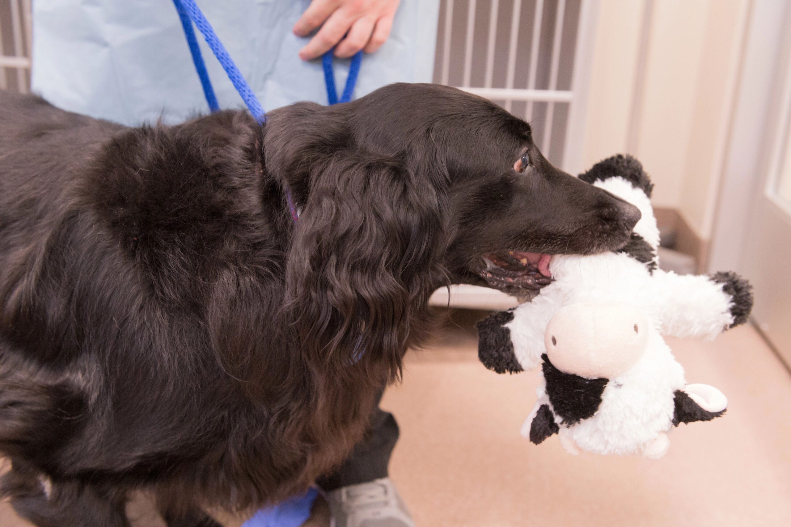 Combination Radiation Therapy and Gilvetmab for the Treatment of Mast